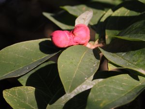 Magnolia x soulangeana ‘Picture’ x Magnolia soulangeana ‘Pickards Sundew’