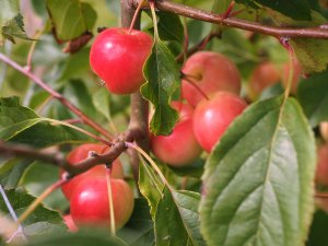 Malus ‘Jelly King’