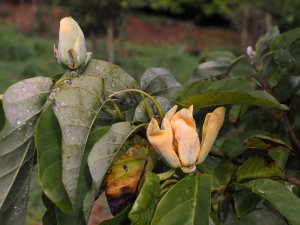 Magnolia acuminata ‘Seiju’