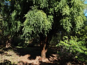 Podocarpus nubigenus ‘Pendula’