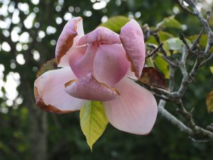 Magnolia ‘Plum Pudding’