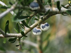 Melicytus crassifolius