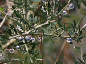 Melicytus crassifolius