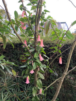 Peter Shotter's - Lapageria rosea