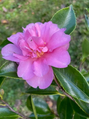 Camellia 'Showa no Sakae'