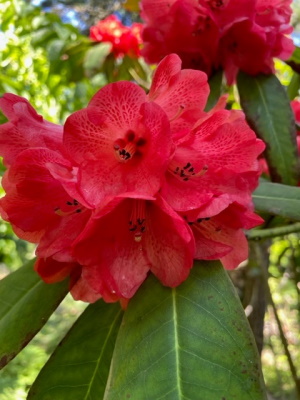 Rhododendron facetum