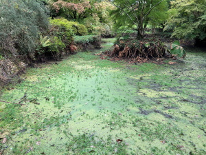 Burncoose Pond