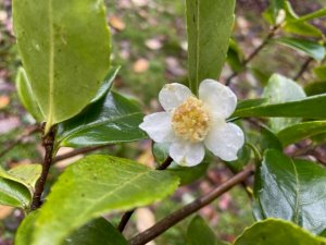 Camellia 'Hamy Lyi'