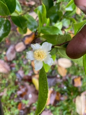 Camellia 'Hamy Lyi'