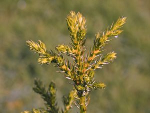 Athrotaxus selaginoides