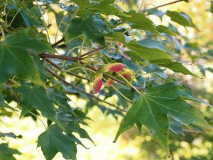 Acer truncatum var barbinerve