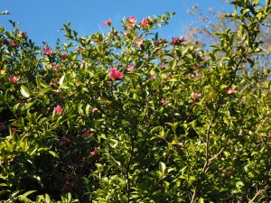 Two Camellia sasanqua