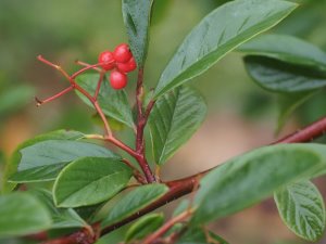 Cotoneaster parneyi