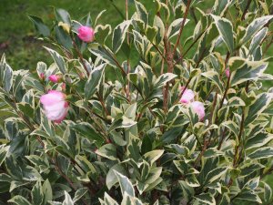 Camellia sasanqua ‘Variegata’