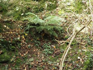 Self-sown tree ferns