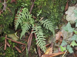 Self-sown tree ferns