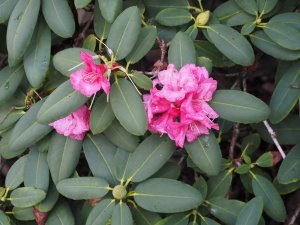Rhododendron morii x Rhododendron euchates.