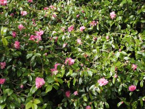 Camellia sasanqua ‘Dazzler’