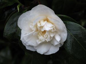 Camellia ‘Nobilissima’