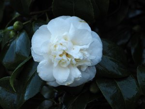 Camellia japonica ‘Nobilissima’