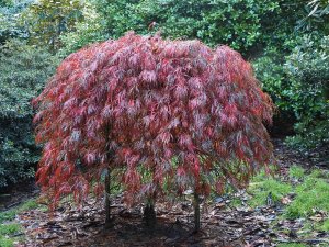 Acer palmatum ‘Dissectum Atropurpureum’