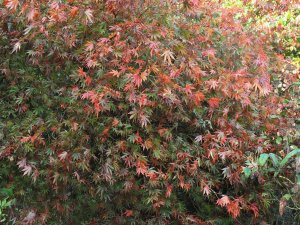 Acer palmatum ‘Inazuma’