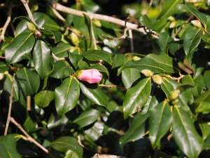 Camellia x williamsii ‘J.C Williams’