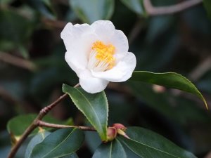 Camellia ‘Cornish Snow Michael’