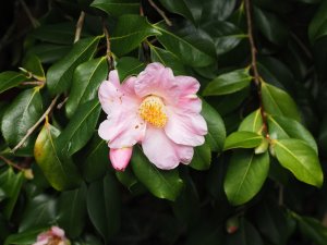 Camellia x williamsii ‘J.C. Williams’