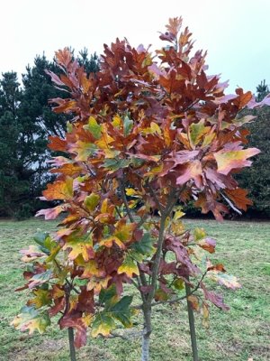 Quercus bushii 'Seattle Trident'