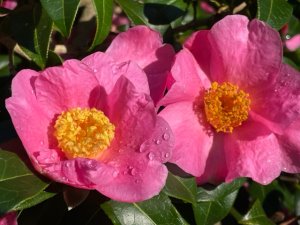 Camellia 'November Pink'
