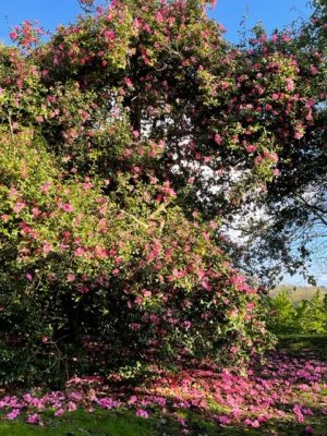 Camellia 'November Pink'
