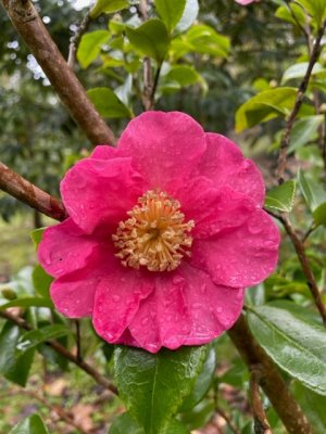 Camellia sasanqua 'Sekiyo'