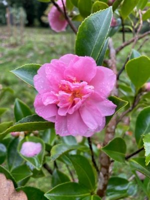 Camellia sasanqua 'Showa no Sakhe'