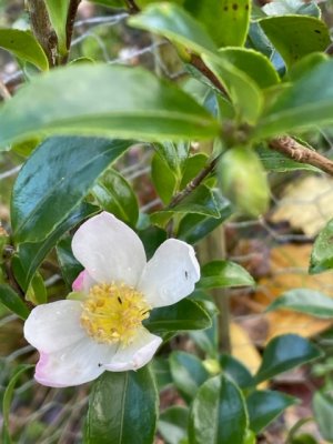 Camellia sasanqua versicolor