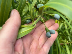 Podocarpus matudae