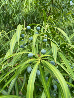 Podocarpus matudae