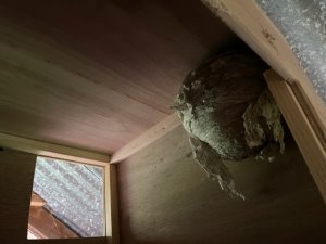 Wasps nest in Barn Own box
