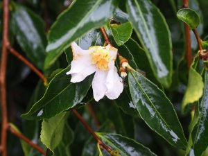 Camellia sasanqua’s