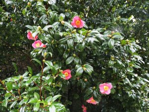 Camellia x williamsii ‘Rosemary Williams’