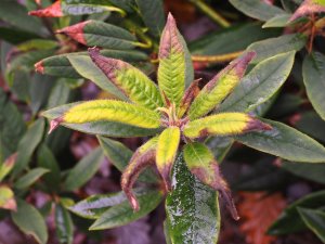 Rhododendron griersonianum