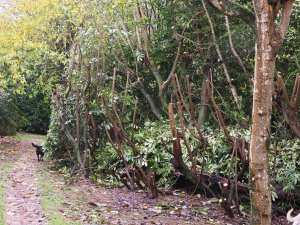 laurel hedge