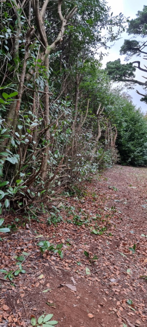 Laurel hedge on the Main Ride