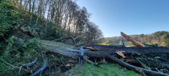 Fallen pinus