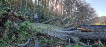 Fallen pinus