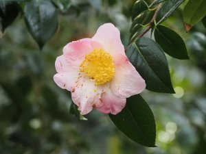 Camellia x williamsii ‘Mary Pickthorn’