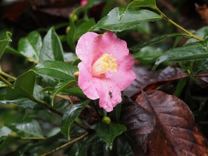 Camellia x williamsii ‘Musokoka’
