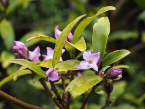 Daphne bholua ‘Limpsfield’