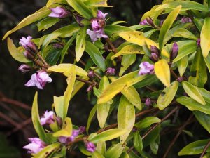 Daphne bholua ‘Limpsfield’