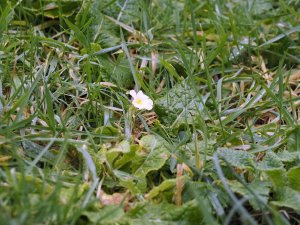 primroses